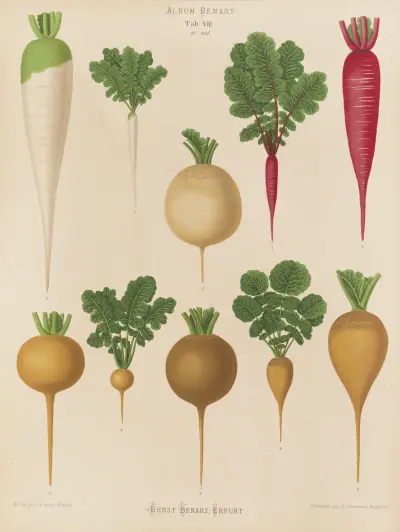 Radishes, 1876 – nr 1 av Ernst Benary