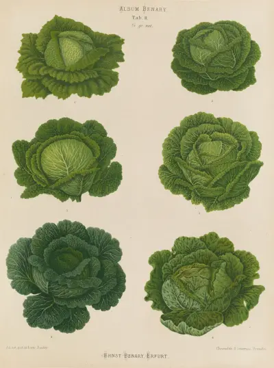 Savoy Cabbages, 1876 – nr 1 av Ernst Benary