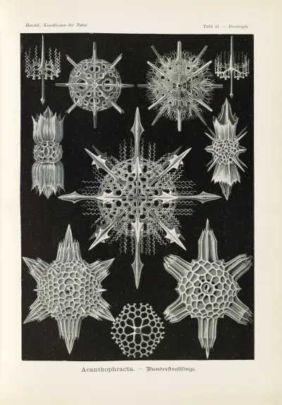 Acanthophracta. – Wunderstrahlinge av Ernst Haeckel