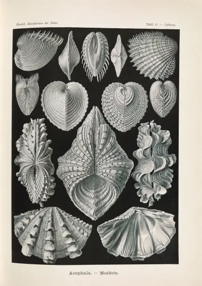 Acephala. – Muscheln av Ernst Haeckel