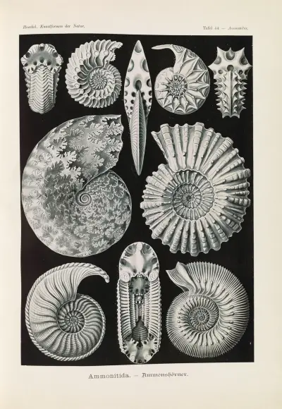 Ammonitida. – Ammonshörner av Ernst Haeckel