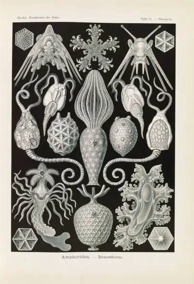 Amphoridea. – Urnensterne av Ernst Haeckel