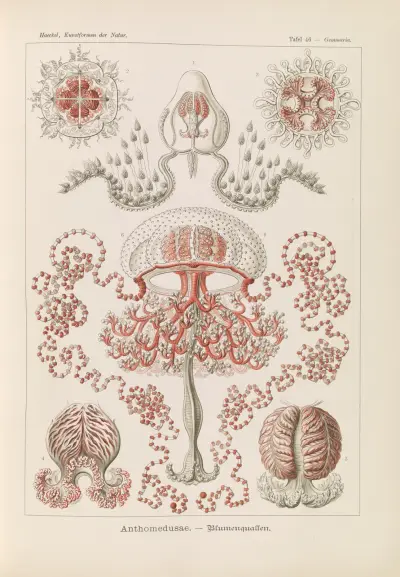 Anthomedusae. – Blumenquallen av Ernst Haeckel