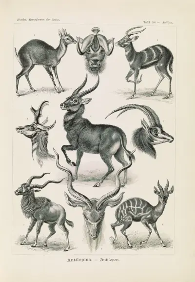 Antilopina. – Antilopen av Ernst Haeckel