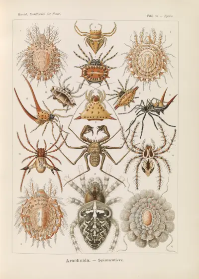 Arachnida. – Spinnentiere av Ernst Haeckel