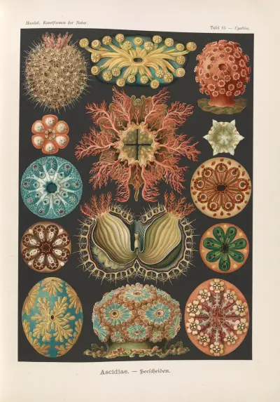 Ascidiae. – Seescheiden av Ernst Haeckel