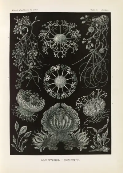 Ascomycetes. – Schlauchpilze av Ernst Haeckel