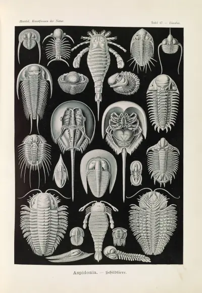 Aspidonia. – Schildtiere av Ernst Haeckel