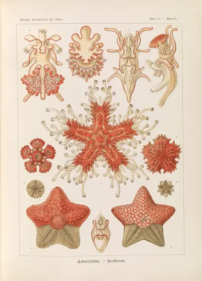 Asteridea. – Seesterne av Ernst Haeckel