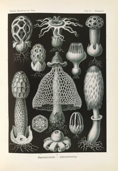 Basimycetes. – Schwammpilze av Ernst Haeckel