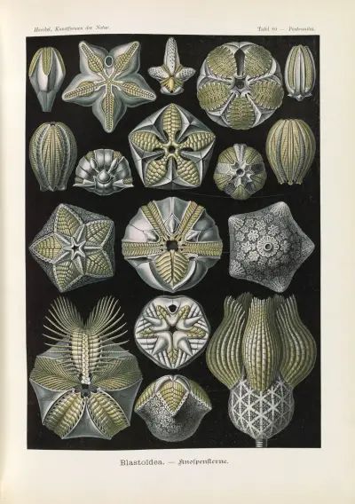 Blastoïdea. – Knospensterne av Ernst Haeckel