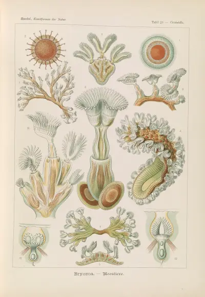 Bryozoa. – Moostiere av Ernst Haeckel