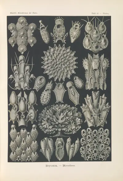 Bryozoa. – Woostiere av Ernst Haeckel