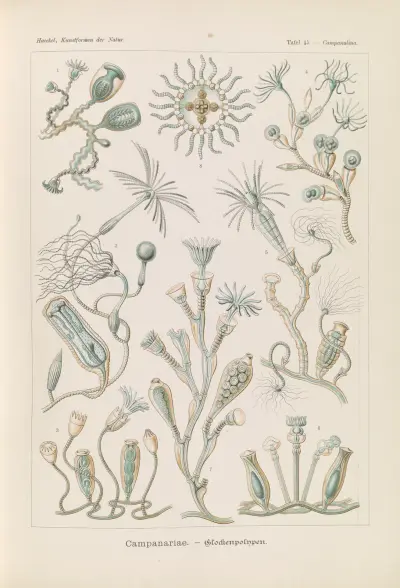 Campanariae. – Glockenpolnpen av Ernst Haeckel