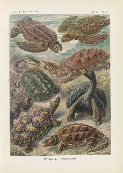 Chelonia. – Schildkröten av Ernst Haeckel