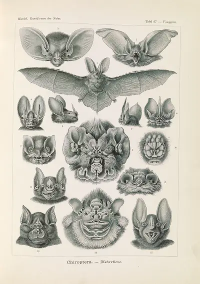 Chiroptera. – Fledertiere av Ernst Haeckel