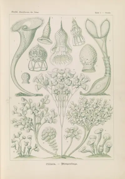 Ciliata. – Wimperlinge av Ernst Haeckel