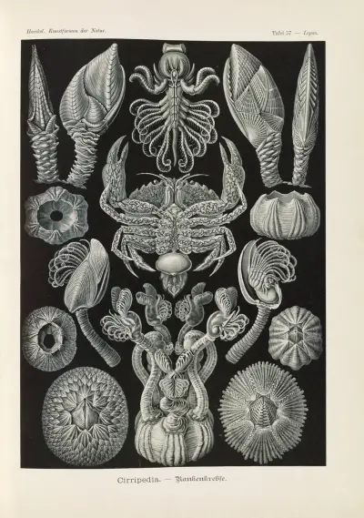 Cirripedia. – Rankenkreble av Ernst Haeckel
