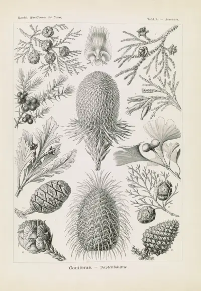 Coniferae. – Bapfenbäume av Ernst Haeckel