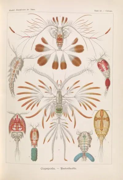 Copepoda. – Ruderkrebse av Ernst Haeckel