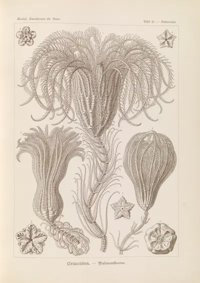 Crinoidea. – Palmensterne av Ernst Haeckel