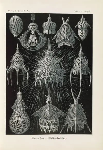 Crytoidea. – Flaschenstrahlinge von Ernst Haeckel