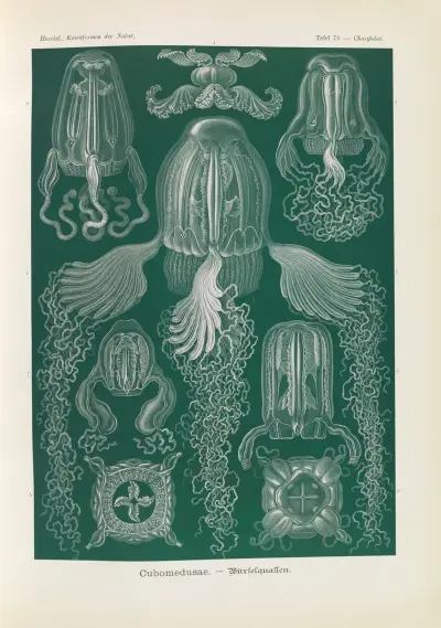 Cubomedusae. – Würfelquallen av Ernst Haeckel