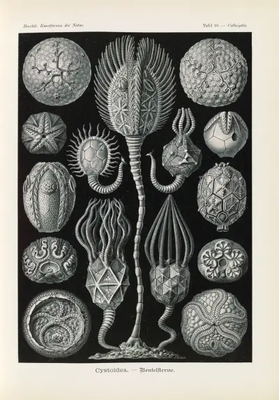 Cystoidea. – Beutelsterne av Ernst Haeckel