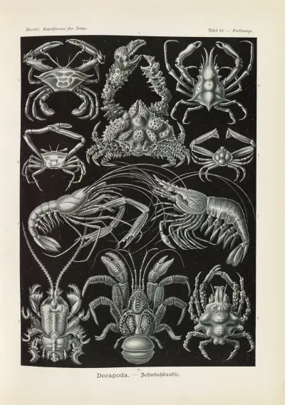 Decapoda. – Behnfukkreble av Ernst Haeckel
