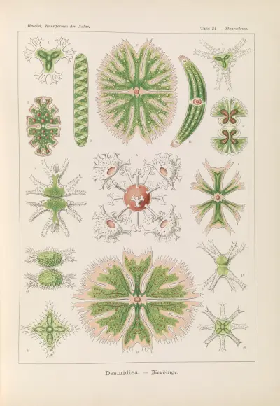 Desmidiea. – Bierdinge av Ernst Haeckel