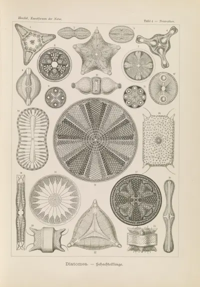 Diatomea. – Schachtellinge av Ernst Haeckel