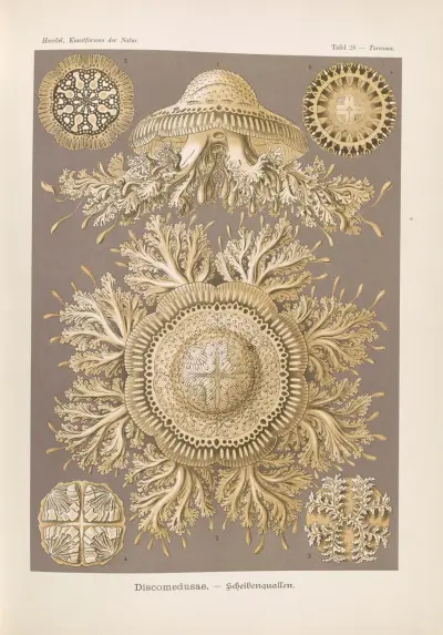 Discomedusae – Scheibenquallen, 1904 – Nr. 2 von Ernst Haeckel