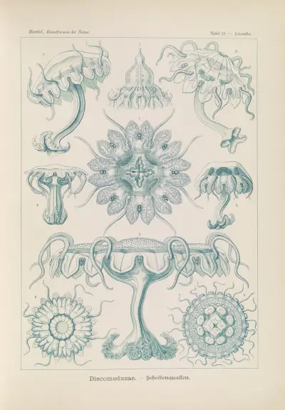 Discomedusae. – Scheibenquallen, 1904 – nr 1 av Ernst Haeckel