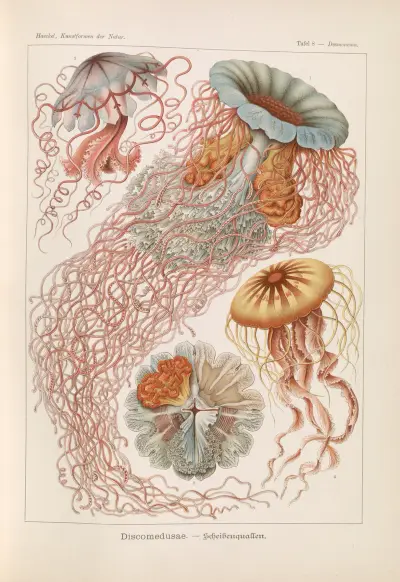 Discomedusae. – Schweibenquallen av Ernst Haeckel