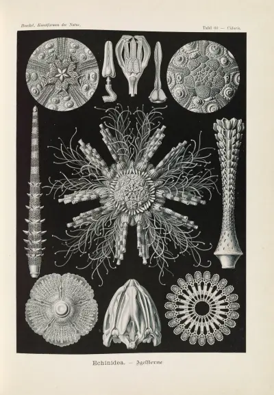 Echinidea. – Igelsterne av Ernst Haeckel