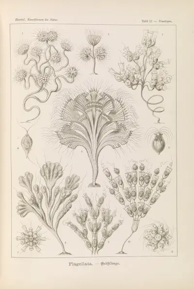 Flagellata. – Geiklinge av Ernst Haeckel