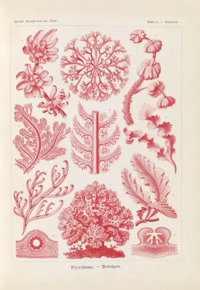 Florideae. – Rotalgen av Ernst Haeckel