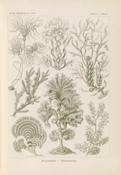 Fucoideae. – Braunalgen von Ernst Haeckel