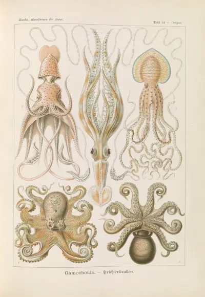 Gamochonia. – Trichterkraken av Ernst Haeckel