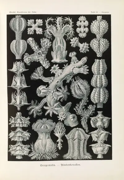 Gorgonida. – Rindenkorallen av Ernst Haeckel