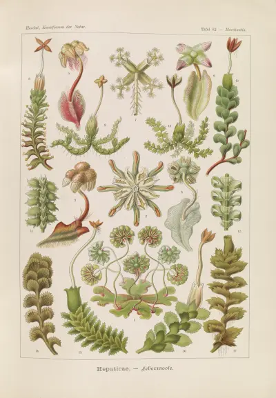 Hepaticae. – Lebermoose av Ernst Haeckel