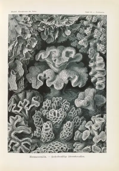 Hexacoralla. – Sechsstrahlige Sternkorallen av Ernst Haeckel