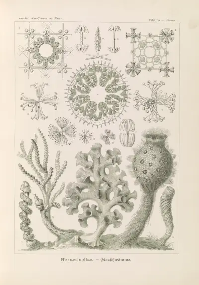 Hexactinellae. – Skleněné houby, Ernst Haeckel