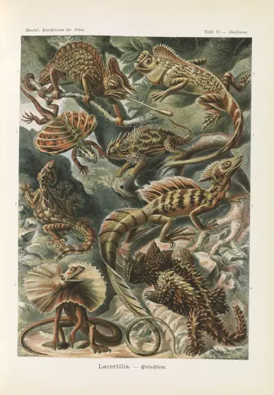 Lacertilia. – Eidechlen av Ernst Haeckel