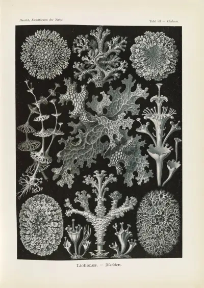 Lichenes. – Flechten av Ernst Haeckel