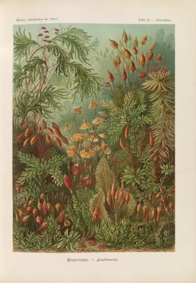 Muscinae. – Laubmoose av Ernst Haeckel
