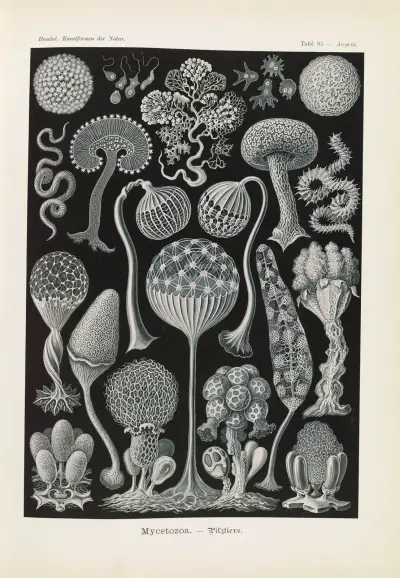 Mycetozoa. – Pilztiere av Ernst Haeckel