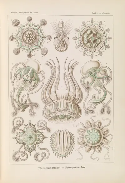 Narcomedusae. – Spangenquallen av Ernst Haeckel