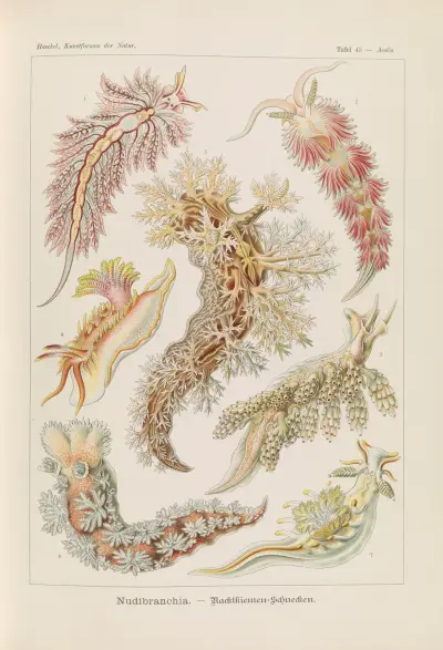 Nacktkiemer-Schnecken von Ernst Haeckel
