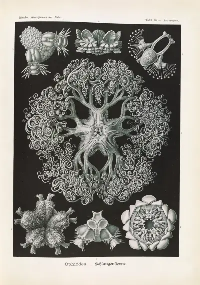 Ophiodea. – Schlangensterne, 1904 – nr 2 av Ernst Haeckel